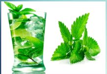 mint: ਗਰਮੀਆਂ ‘ਚ ਅੰਮ੍ਰਿਤ ਸਮਾਨ ਹੈ ਪੁਦੀਨਾ in-summer-nectar-is-like-peppermint