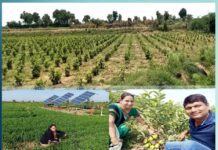 guava cultivation: ਲਕਸ਼ਮੀ-ਮਨੋਜ ਖੰਡੇਲਵਾਲ ਨੇ ਅਮਰੂਦ ਦੀ ਖੇਤੀ ਨਾਲ ਬਣਾਈ ਪਛਾਣ laxmi-manoj-khandelwal-made-a-nationwide-recognition-with-their-innovative-guava-cultivation
