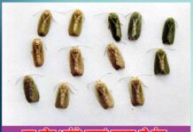 Crops: ਕੁਝ ਕੀਟ-ਪਤੰਗੇ ਫਸਲਾਂ ਵਰਗਾ ਹੀ ਰੰਗ ਲੈ ਕੇ ਹੁੰਦੇ ਹਨ ਪੈਦਾ the same color as the crops