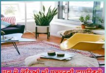 Home Decor Plants: ਘਰ ਦੇ ਕੋਨਿਆਂ ਦੀ ਖੂਬਸੂਰਤੀ ਵਧਾਉਣਗੇ ਹੋਮ ਡੇਕੋਰ ਪਲਾਂਟ home decor plants will enhance the beauty of the corners of the house