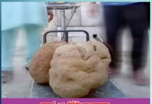 jackfruit: ਵਾਹ! 13 ਕਿੱਲੋ ਦਾ ਕਟਹਲ wow 13 kg jackfruit