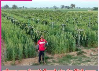 Dragon Fruit: ਡਰੈਗਨ ਫਰੂਟ ਵਿਚਾਲੇ ਉਗਾਈ ਪੰਜ ਫੁੱਟ ਉੱਚੀ ਕਣਕ
