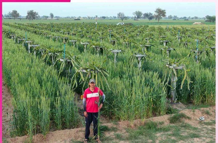 Dragon Fruit: ਡਰੈਗਨ ਫਰੂਟ ਵਿਚਾਲੇ ਉਗਾਈ ਪੰਜ ਫੁੱਟ ਉੱਚੀ ਕਣਕ Dragon Fruit