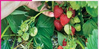 Strawberry Farming: ਸਟ੍ਰਾਬੇਰੀ ਨਾਲ ਖੇਤਰ ਨੂੰ ਮਿਲੀ ਨਵੀਂ ਪਹਿਚਾਣ, ਕਿਸਾਨ ਵੀ ਮਾਲੋਮਾਲ Strawberry Farming