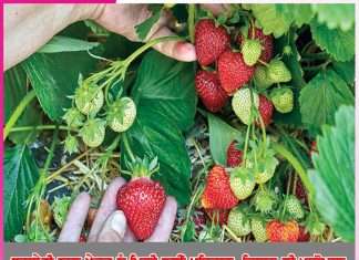 Strawberry Farming: ਸਟ੍ਰਾਬੇਰੀ ਨਾਲ ਖੇਤਰ ਨੂੰ ਮਿਲੀ ਨਵੀਂ ਪਹਿਚਾਣ, ਕਿਸਾਨ ਵੀ ਮਾਲੋਮਾਲ