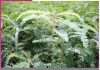 Green Manure: ਮਿੱਟੀ ਦੀ ਪੈਦਾਵਾਰ ਸ਼ਕਤੀ ਵਧਾਉਣ ’ਚ ਕਾਰਗਰ ਹੈ ਹਰੀ ਖਾਦ