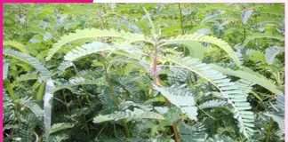 Green Manure: ਮਿੱਟੀ ਦੀ ਪੈਦਾਵਾਰ ਸ਼ਕਤੀ ਵਧਾਉਣ ’ਚ ਕਾਰਗਰ ਹੈ ਹਰੀ ਖਾਦ Green Manure 1