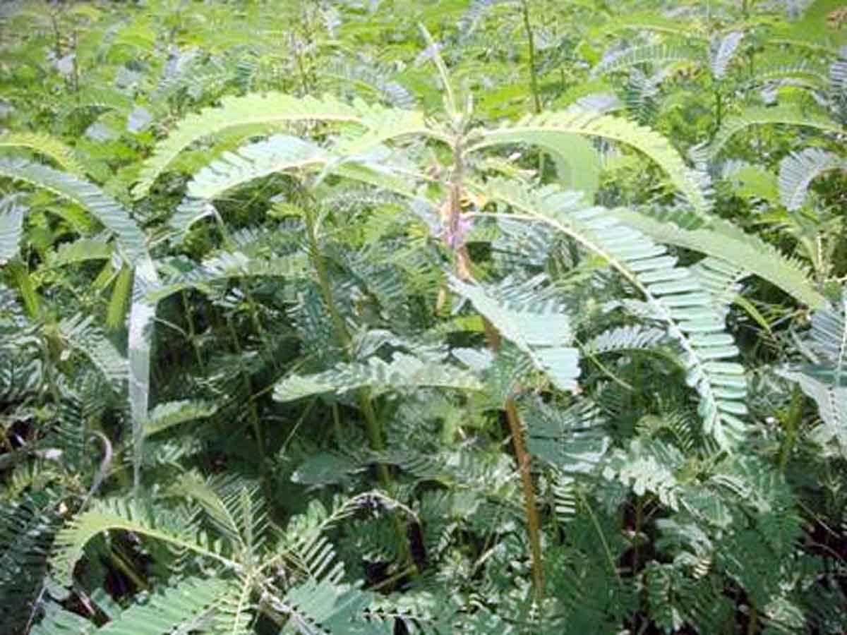 Green Manure: ਮਿੱਟੀ ਦੀ ਪੈਦਾਵਾਰ ਸ਼ਕਤੀ ਵਧਾਉਣ ’ਚ ਕਾਰਗਰ ਹੈ ਹਰੀ ਖਾਦ 1 Green Manure