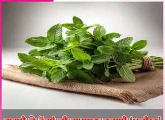 Mint: ਗਰਮੀ ਦੇ ਰੋਗਾਂ ਦੀ ਰਾਮਬਾਣ ਦਵਾਈ ‘ਪੁਦੀਨਾ’ Mint