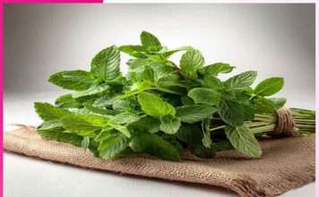 Mint: ਗਰਮੀ ਦੇ ਰੋਗਾਂ ਦੀ ਰਾਮਬਾਣ ਦਵਾਈ ‘ਪੁਦੀਨਾ’ Mint