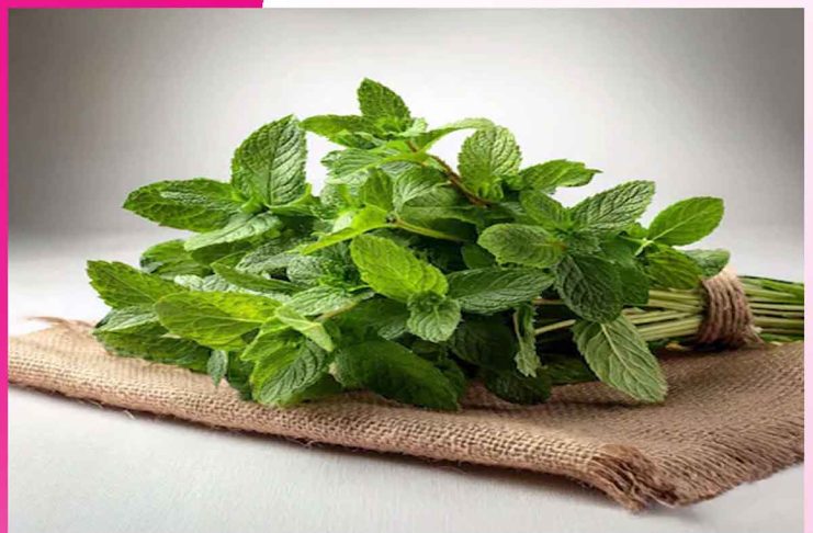 Mint: ਗਰਮੀ ਦੇ ਰੋਗਾਂ ਦੀ ਰਾਮਬਾਣ ਦਵਾਈ ‘ਪੁਦੀਨਾ’ Mint