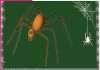Spider: ਮੱਕੜੀ ਹੋਵੇਗੀ ਘਰ ਤੋਂ ਬਾਹਰ Spider