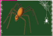 Spider: ਮੱਕੜੀ ਹੋਵੇਗੀ ਘਰ ਤੋਂ ਬਾਹਰ Spider