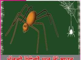 Spider: ਮੱਕੜੀ ਹੋਵੇਗੀ ਘਰ ਤੋਂ ਬਾਹਰ Spider