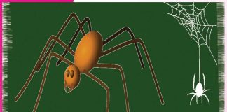 Spider: ਮੱਕੜੀ ਹੋਵੇਗੀ ਘਰ ਤੋਂ ਬਾਹਰ Spider