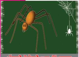 Spider: ਮੱਕੜੀ ਹੋਵੇਗੀ ਘਰ ਤੋਂ ਬਾਹਰ Spider