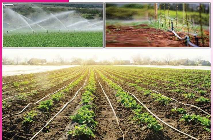 Modern irrigation: ਆਧੁਨਿਕ ਸਿੰਚਾਈ ਡਰਿੱਪ-ਸਪ੍ਰਿੰਕਲਰ ਸਿਸਟਮ Modern irrigation