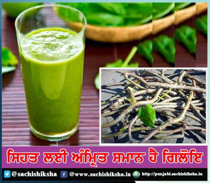 giloy-is-like-nectar-for-health