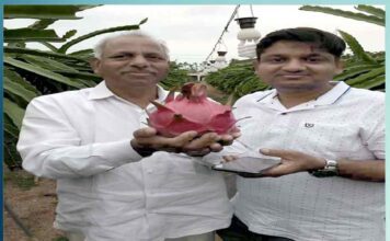 Dragon Fruit Cultivation in India