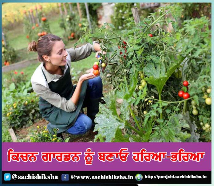 Kitchen Gardening Tips in punjabi