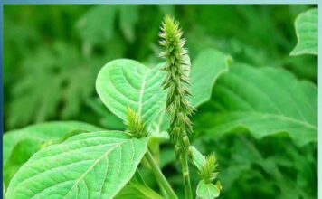 Apamarg Ki Jad Ke Fayde in Punjabi