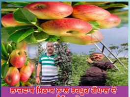 uttarakhand-farmer-bags-guinness-record-for-growing-organic-apples-world-s-tallest-coriander-plant-using-traditional-himalayan-farming-methods