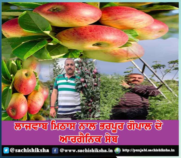uttarakhand-farmer-bags-guinness-record-for-growing-organic-apples-world-s-tallest-coriander-plant-using-traditional-himalayan-farming-methods