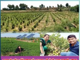 laxmi-manoj-khandelwal-made-a-nationwide-recognition-with-their-innovative-guava-cultivation