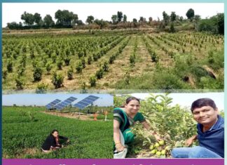 laxmi-manoj-khandelwal-made-a-nationwide-recognition-with-their-innovative-guava-cultivation