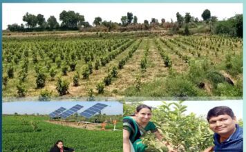 laxmi-manoj-khandelwal-made-a-nationwide-recognition-with-their-innovative-guava-cultivation