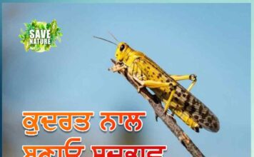 ਕੁਦਰਤ ਨਾਲ ਬਣਾਓ ਸਦਭਾਵ we should stop activities that are destroying nature