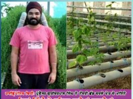 moga ex lecturer turns progressive farmer grows brahmi using hydroponics