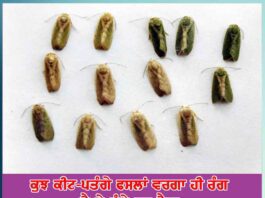 the same color as the crops