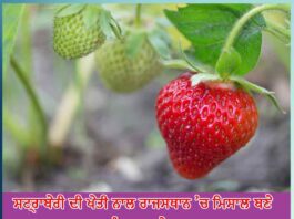 gangaram became an example for youth in rajasthan with strawberry cultivation