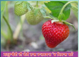 gangaram became an example for youth in rajasthan with strawberry cultivation