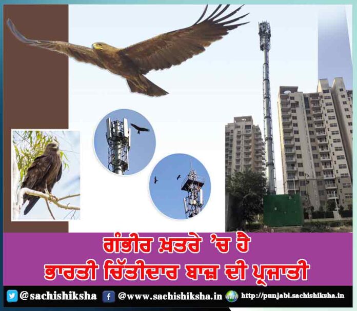 indian spotted eagle is in serious danger