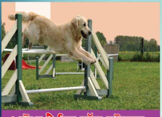 Awesome This Dog Sports