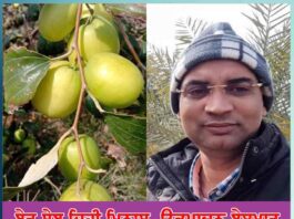 plum apple like sweetness production uncountable