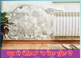 get rid of black fungus spread in the corners of the house