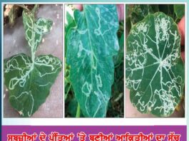 the truth of the figures made on the leaves of vegetables