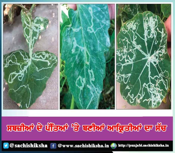 the truth of the figures made on the leaves of vegetables