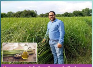 different identity created by cultivating lemon grass