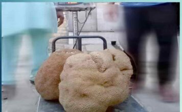 wow 13 kg jackfruit