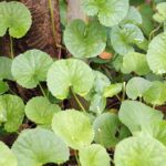 benefits-brahmi