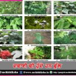 Top 10 Most Beautiful Medicinal Flowers in India