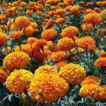 Top-10-Most-Beautiful-Medicinal-Flowers-in-India-1
