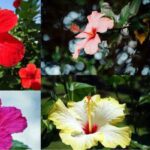 Top-10-Most-Beautiful-Medicinal-Flowers-in-India