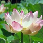 Top-10-Most-Beautiful-Medicinal-Flowers-in-India-2