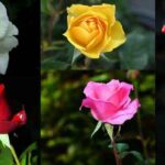 Top-10-Most-Beautiful-Medicinal-Flowers-in-India-3