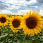 Top-10-Most-Beautiful-Medicinal-Flowers-in-India-4